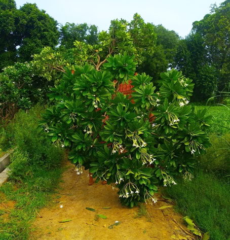 green nursery tree